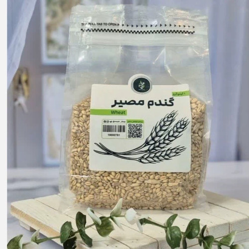 گندم مصیر